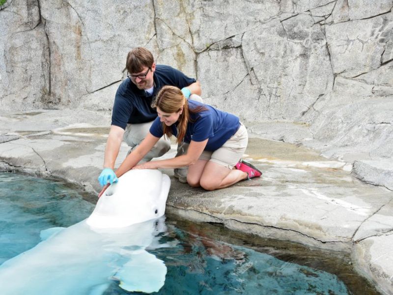 Visit the Mystic Aquarium to see the Beluga whales