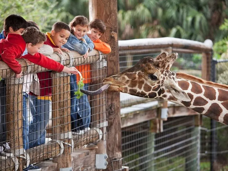Go For A Zoo Therapy, At  Sugarplum Zoo