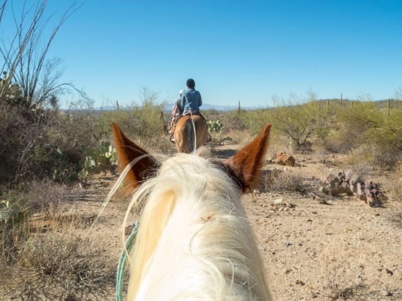 Wine Tasting, On A Horseback from Wine Country Trails by Horseback