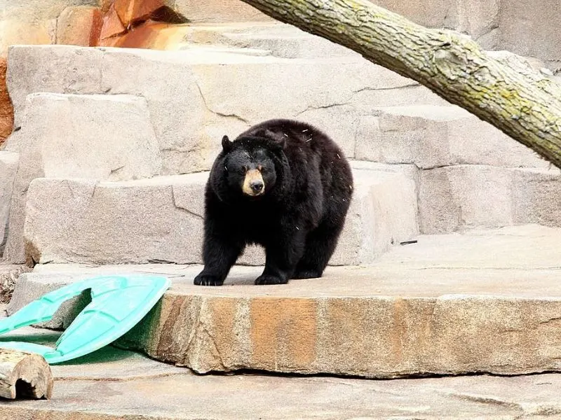 Cherokee Bear Zoo and Exotic Animals