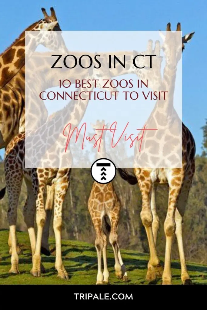 10 Best Zoos You Can Find In Connecticut