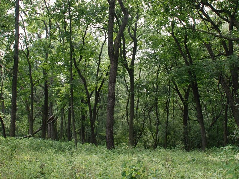 Winfield Mounds County Forest