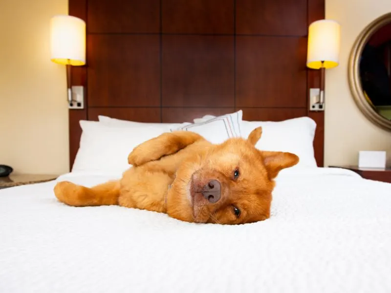 Finding Pet-Friendly Accommodations