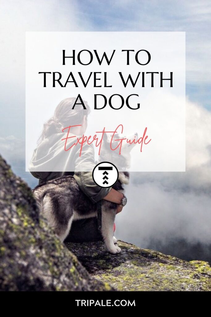 How To Travel With A Dog