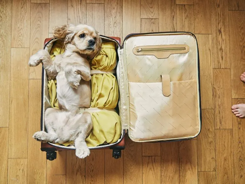 Packing Essentials for Your Dog