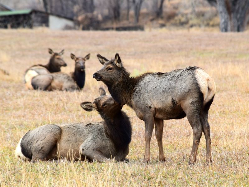 Learn about Elks at Rocky Mountain Elk Foundation