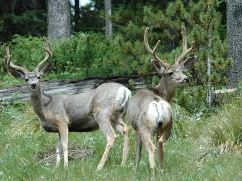 Witness Wildlife of Missoula at Lolo National Forest
