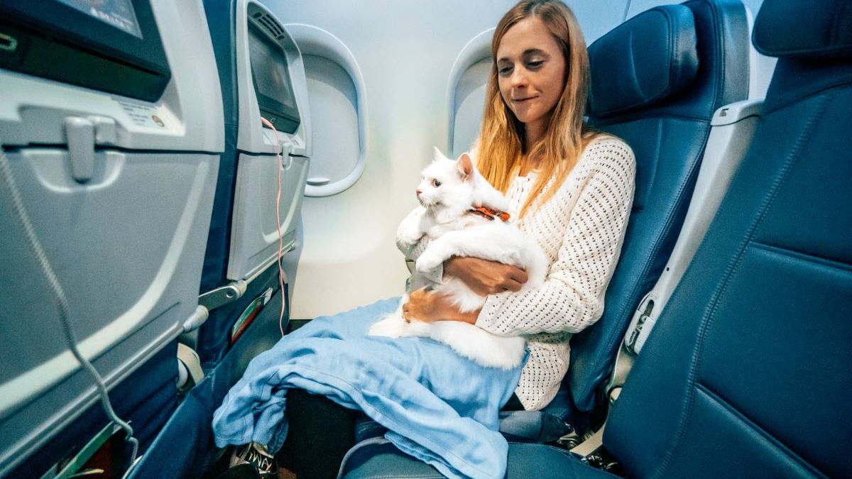 How To Travel With Your Cat With Zero Trouble