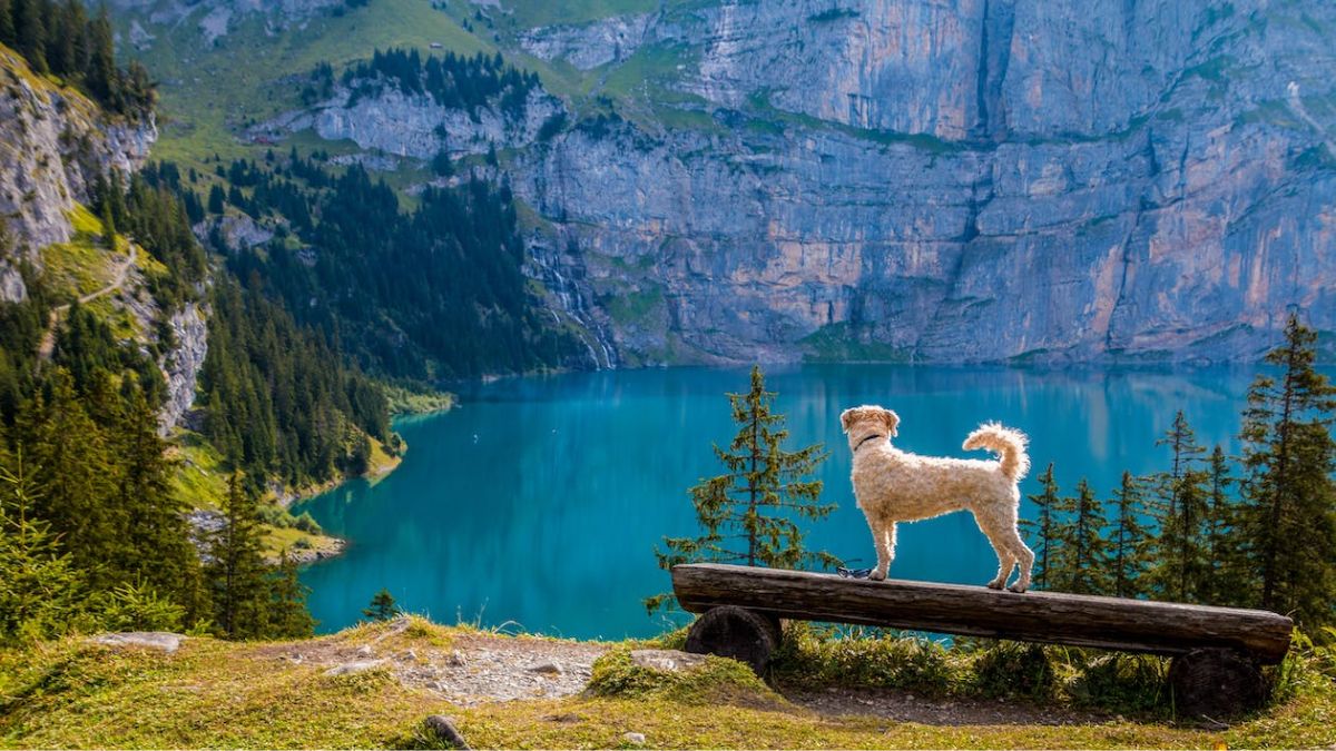 Top 10 Dog-Friendly Lakes To Swim Near You In The USA