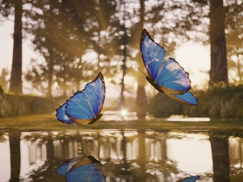 Explore the world of butterflies at Butterfly Creek
