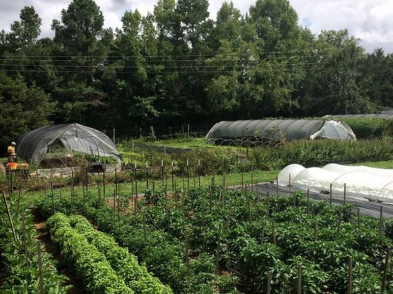 Learn about farming at Gilchrist Farm