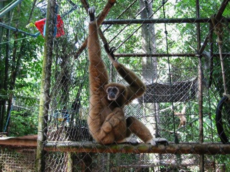 Meet the well-mannered Gibbons at Gibbon Conservation Center