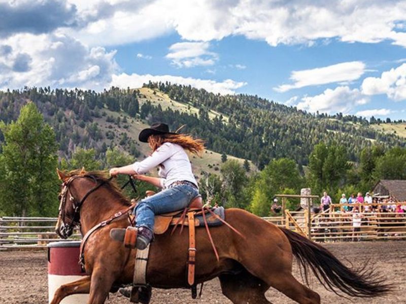 Equestrian Adventures At Covell Clydesdale Ranch