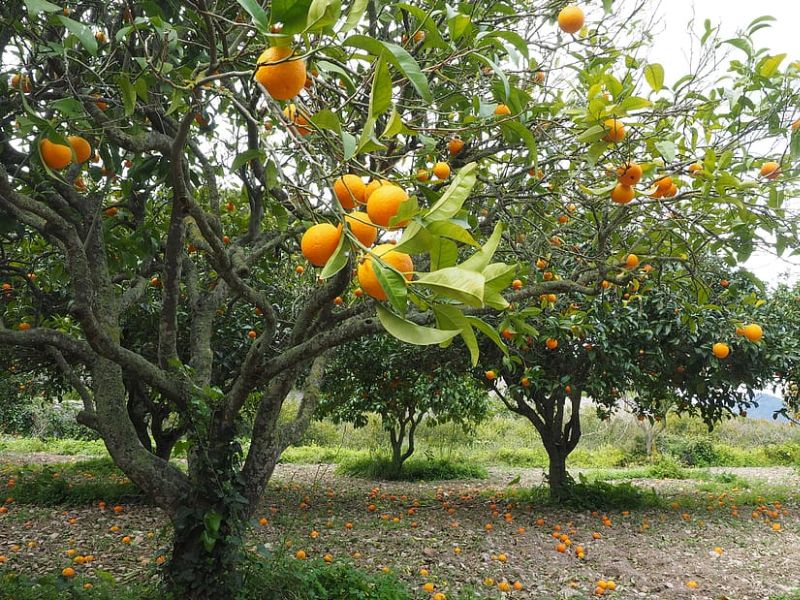 Tropical Fruit Grove and Garden of Grimal Grove