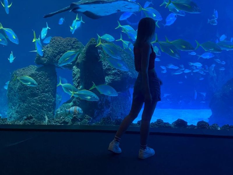 Westport Aquarium: Delving into Underwater Wonders