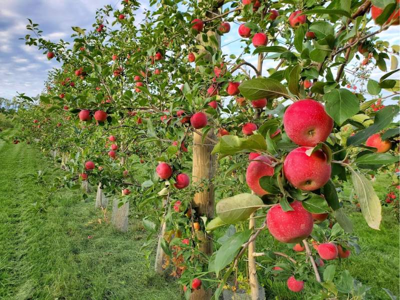 Afton Apple Orchard 