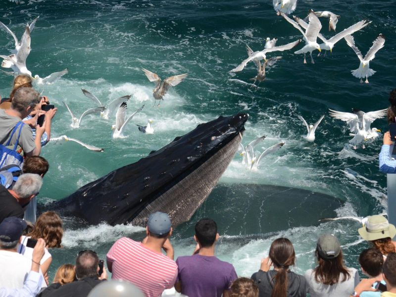 New England Aquarium