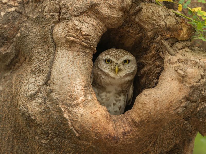 Owl’s Nest