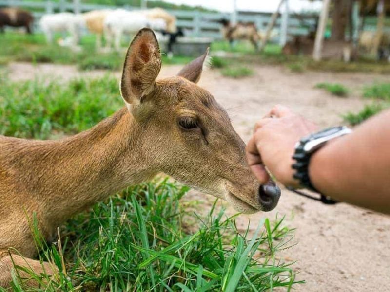 Smoky Mountain Deer Farm and Exotic Petting Zoo