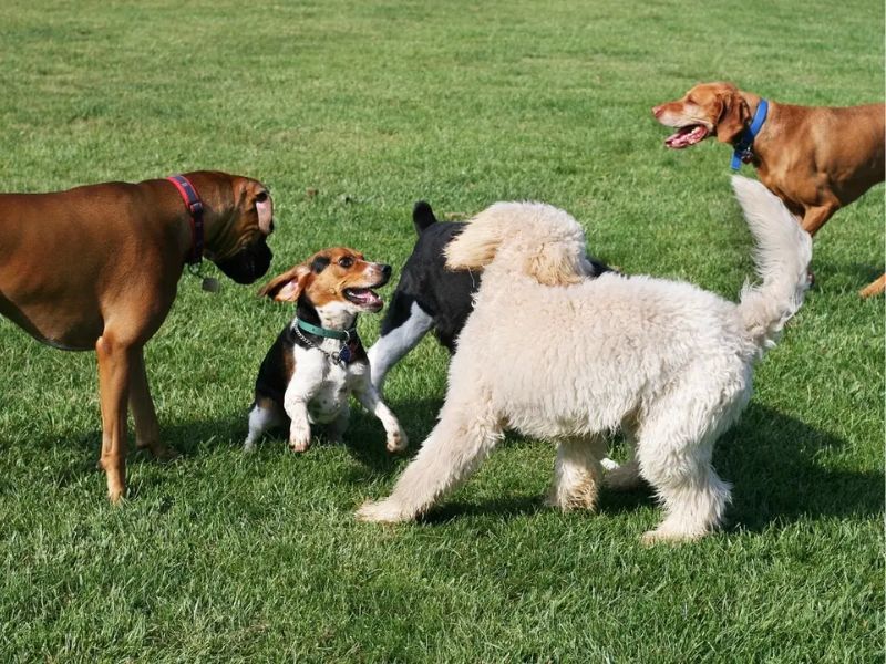 Canine Corral Dog Park