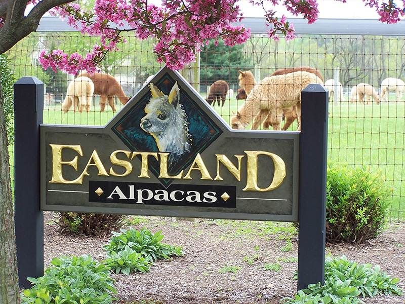 Feed the Eastland Alpacas