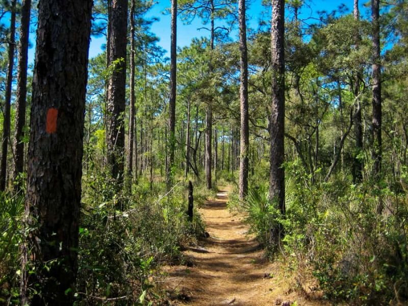 Ocala National Forest