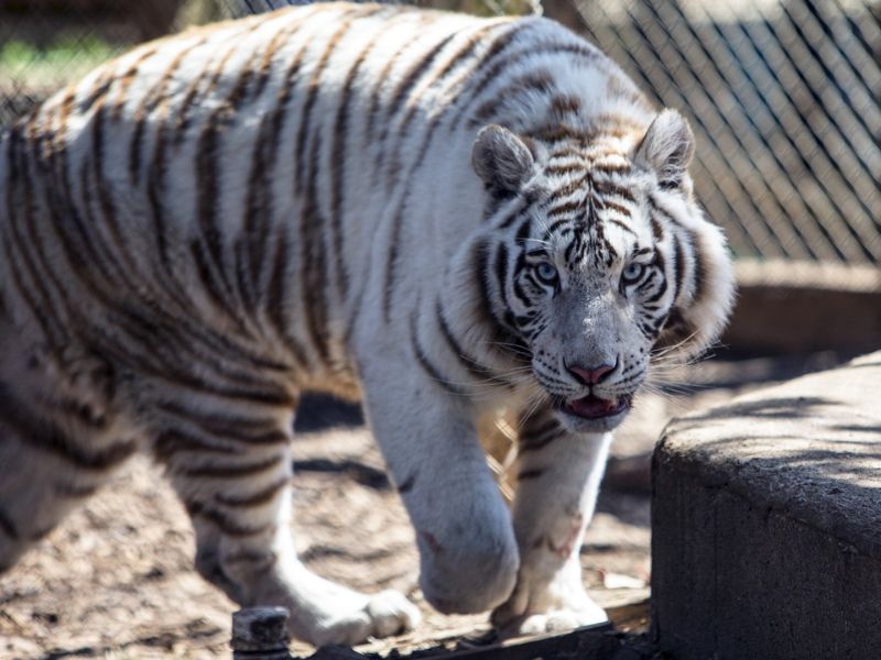 Plumpton Park Zoo