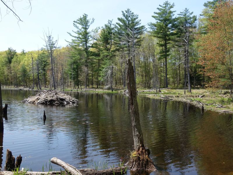 Hike the Horse Hill Nature Preserve