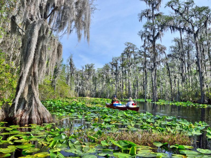 Explore the Okefenokee Swamp