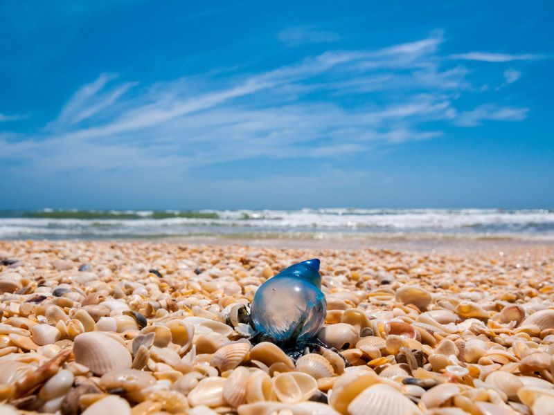 Explore the Padre Island National Seashore