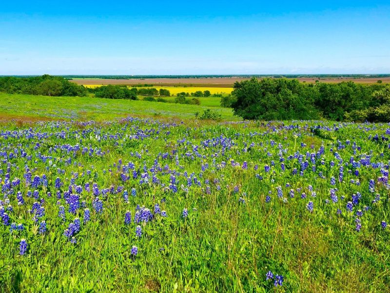 Take a Scenic Drive on the Bluebonnet Trails