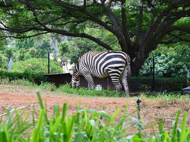 Visiting the Honolulu Zoo