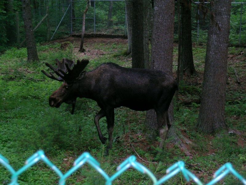 Discover the Maine Wildlife Park