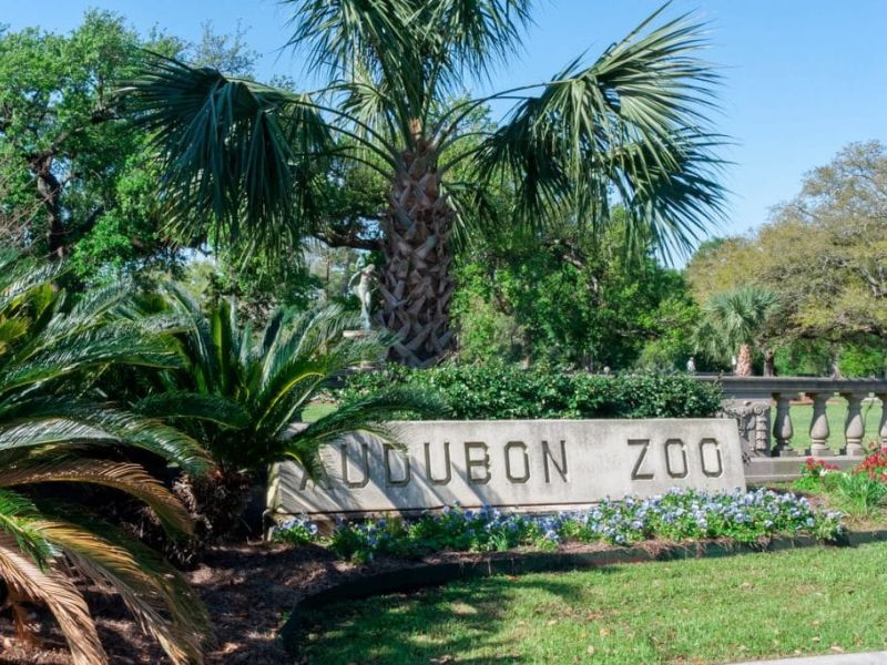 Explore the Audubon Zoo