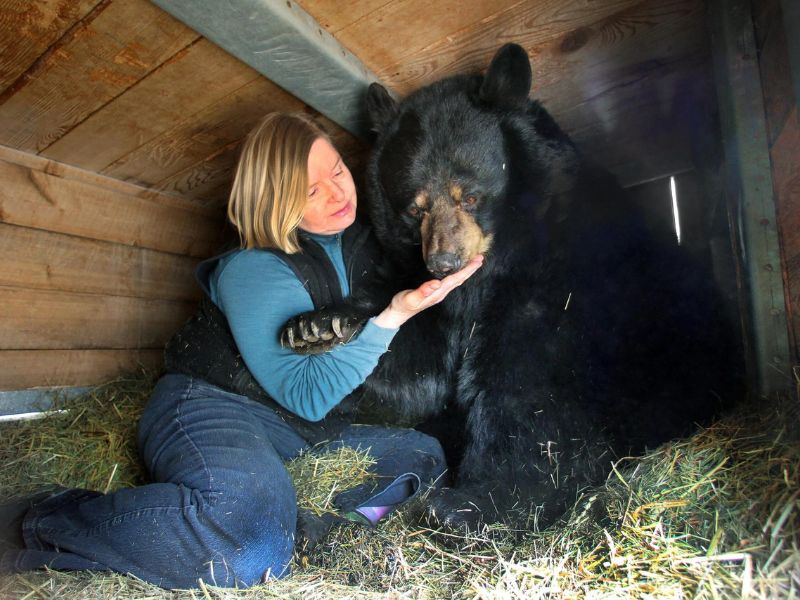 Meet The Bears Of Clark's Bears