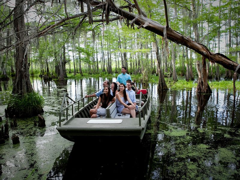 Take a Swamp Tour