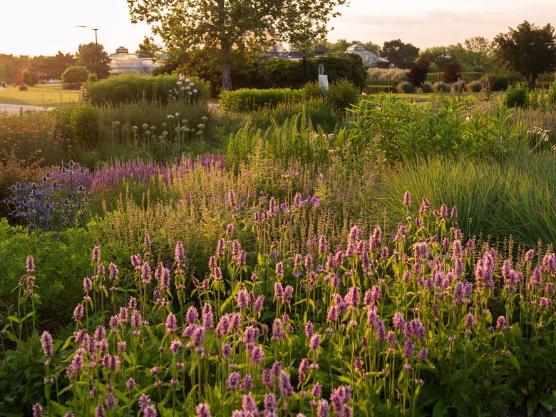 Tour the Oudolf Garden Detroit