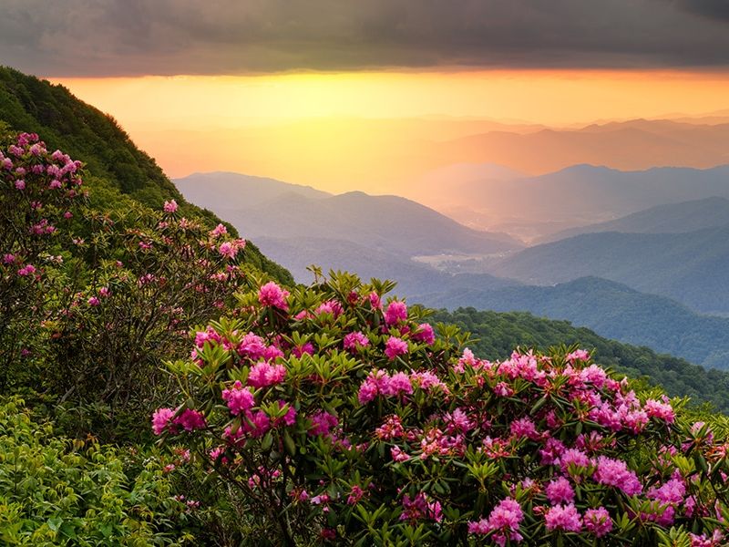 Visit the Craggy Gardens Visitor Center