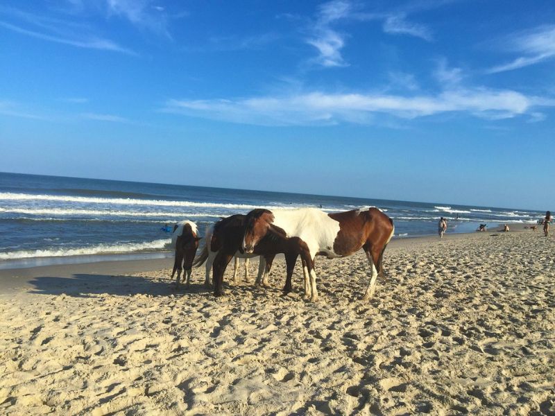 Assateague Island