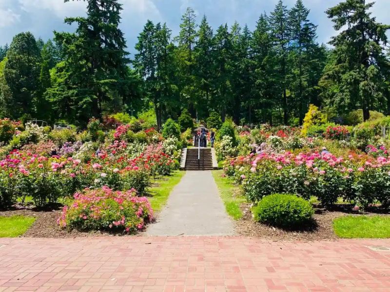 Feel the fresh air of International Rose Test Garden