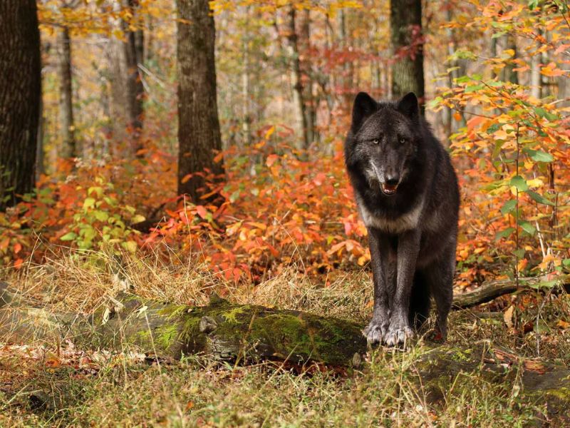 Learn about wolves at Lakota Wolf Preserve