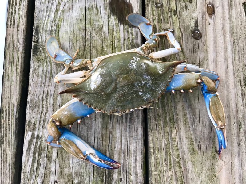 Maryland Blue Crabs