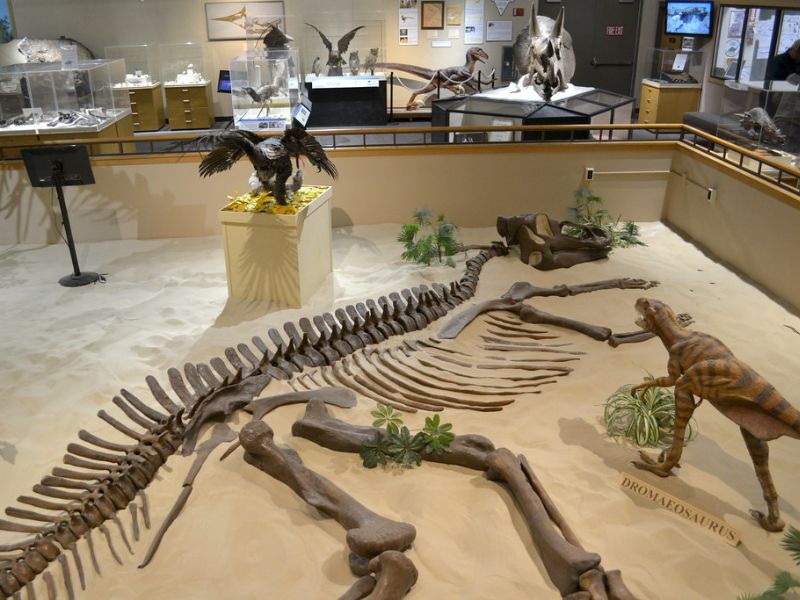 Meet the Dinosaur of The Badlands Dinosaur Museum