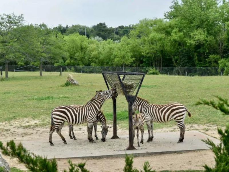 Meet the animals of Cape May County Park & Zoo