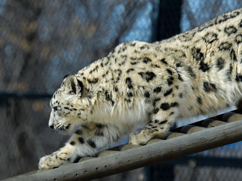 Meet the animals of Dakota Zoo