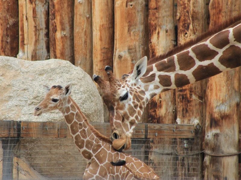 Meet wilds animals of ABQ BioPark Zoo