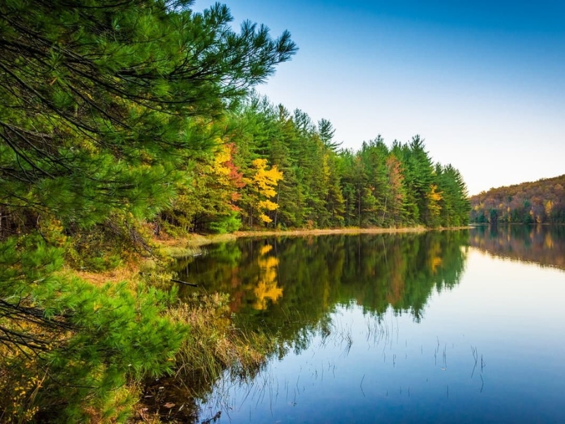 Michaux State Forest