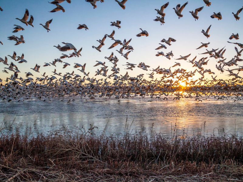 Relax your mind with the beauty of Bosque del Apache National Wildlife Refuge