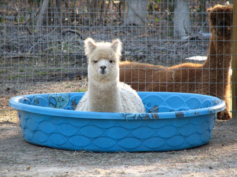 Spend time with Alpacas of Jersey Shore Alpacas