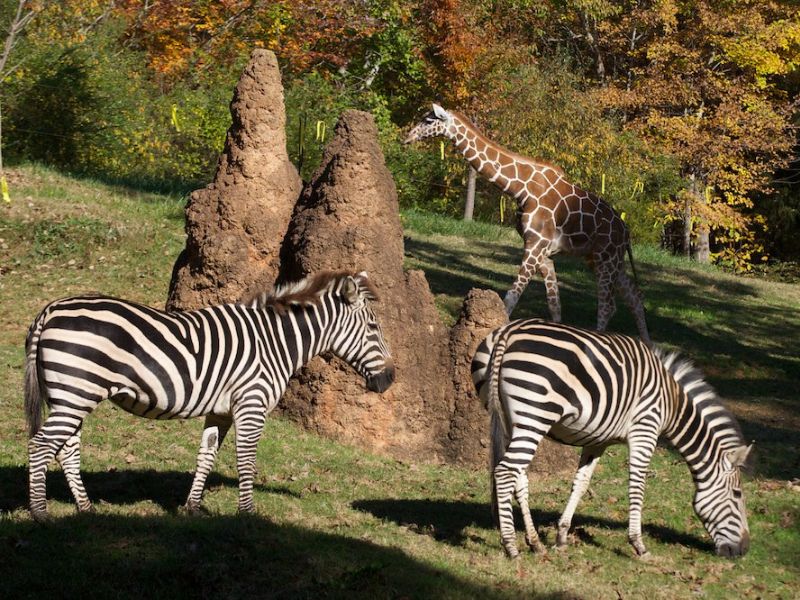 The animals of North Carolina Zoo